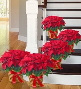 Celebrating Poinsettia Day In Atlanta Carithers Flowers