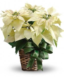 White Poinsettia plant