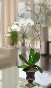 Our popular greenhouse orchids planted in a decor urn. A perfect for home or office which they will enjoy for months