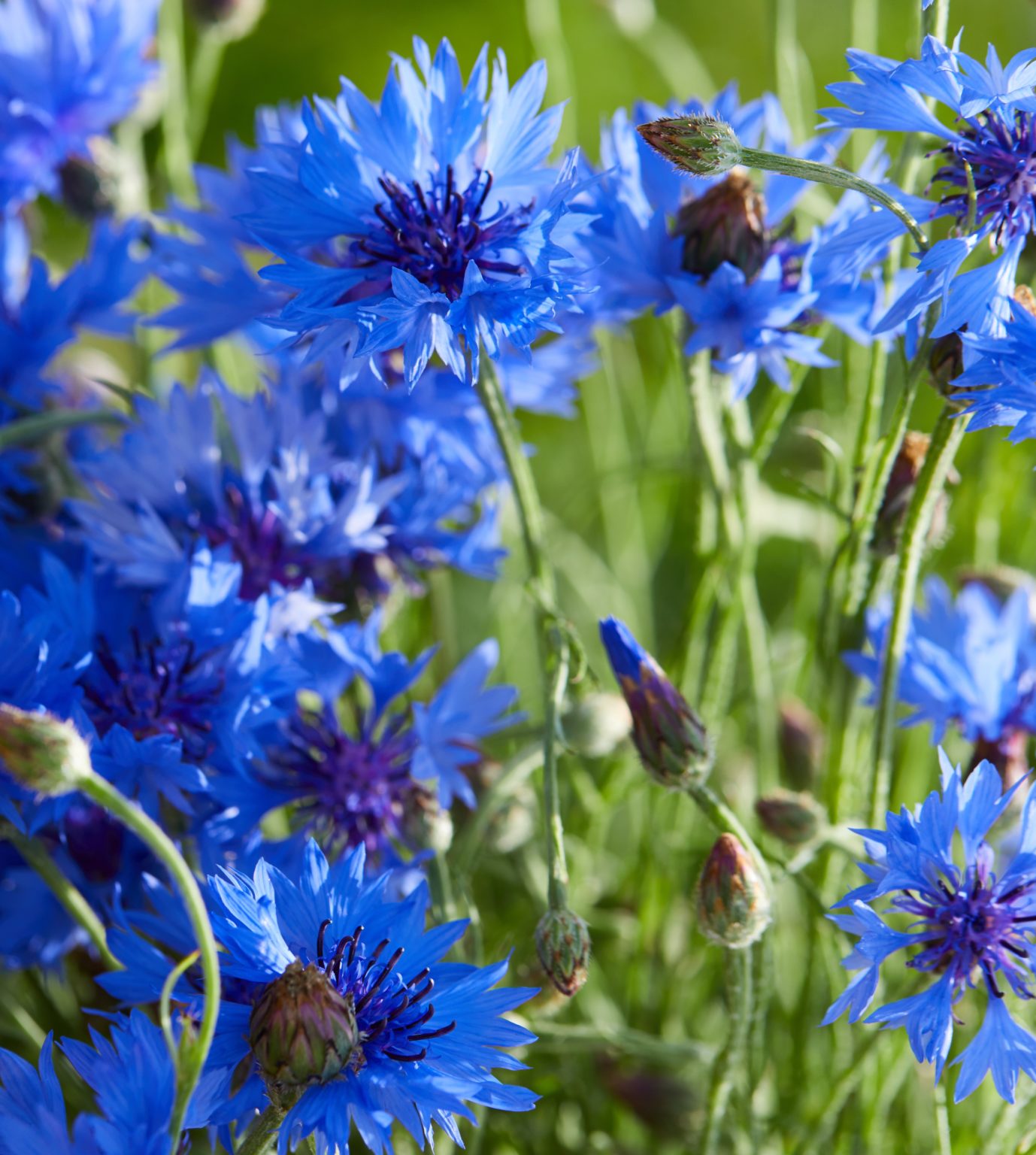 Five Famous Women and Their Favorite Flowers - Carithers Flowers Atlanta