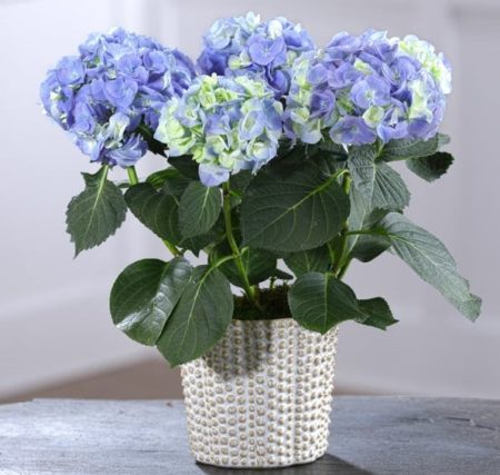 A beautiful blooming hydrangea plant to enjoy spring color indoors and can be transplanted in southern zones outdoors for years of enjoyment.