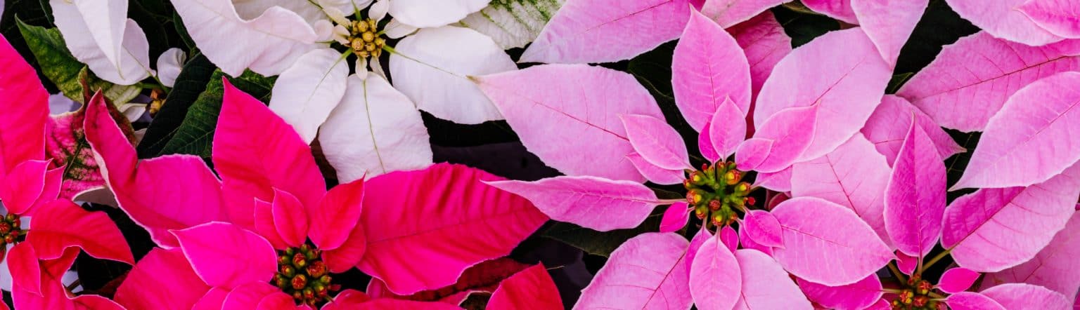 How to Keep Your Poinsettia Alive All Year - Carithers Flowers Atlanta