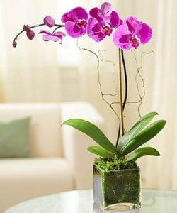 Beautiful purple phalaenopsis orchid
