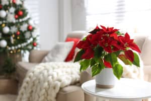 Beautiful poinsettia on white table indoors, space for text. Traditional Christmas flower